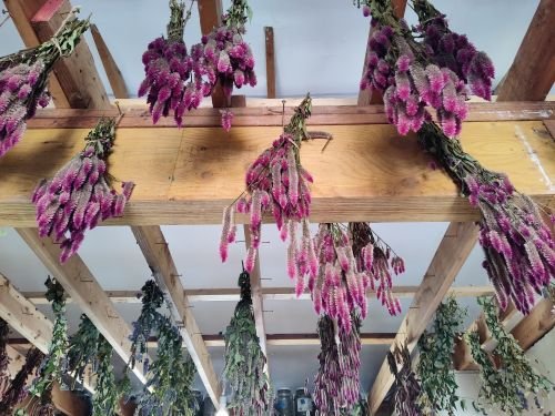 Drying Celosia